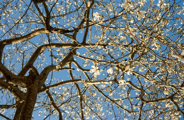 Blütezeit Der Weißen Piste Brasilien Brasilianischer Baum — Stockfoto