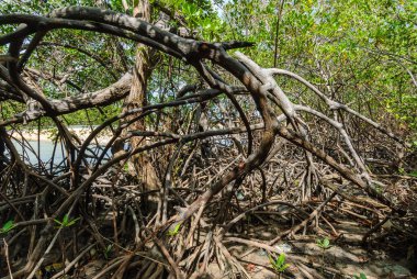 1 Nisan 2007 'de Joao Pessoa, Paraiba yakınlarındaki Barra de Camaratuba Plajı' nda Mangrove, Brezilya.