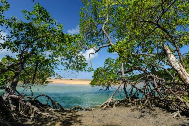 1 Nisan 2007 'de Joao Pessoa, Paraiba yakınlarındaki Barra de Camaratuba Plajı' nda Mangrove, Brezilya.
