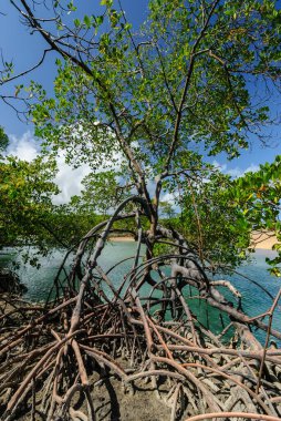 1 Nisan 2007 'de Joao Pessoa, Paraiba yakınlarındaki Barra de Camaratuba Plajı' nda Mangrove, Brezilya.
