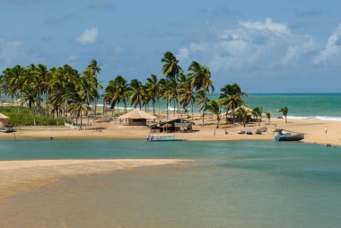 1 Nisan 2007 'de Joao Pessoa, Paraiba yakınlarındaki Barra de Camaratuba Plajı' nda Mangrove, Brezilya.