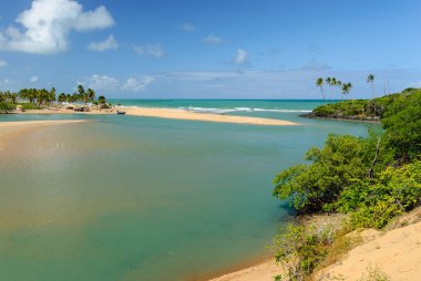 1 Nisan 2007 'de Joao Pessoa, Paraiba yakınlarındaki Barra de Camaratuba Plajı' nda Mangrove, Brezilya.