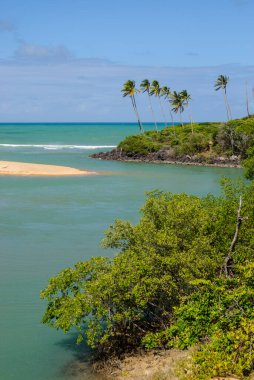 1 Nisan 2007 'de Joao Pessoa, Paraiba yakınlarındaki Barra de Camaratuba Plajı' nda Mangrove, Brezilya.