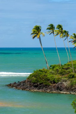 1 Nisan 2007 'de Joao Pessoa, Paraiba yakınlarındaki Barra de Camaratuba Plajı' nda Mangrove, Brezilya.