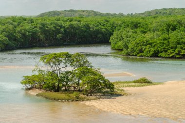 1 Nisan 2007 'de Joao Pessoa, Paraiba yakınlarındaki Barra de Camaratuba Plajı' nda Mangrove, Brezilya.