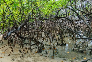 1 Nisan 2007 'de Joao Pessoa, Paraiba yakınlarındaki Barra de Camaratuba Plajı' nda Mangrove, Brezilya.