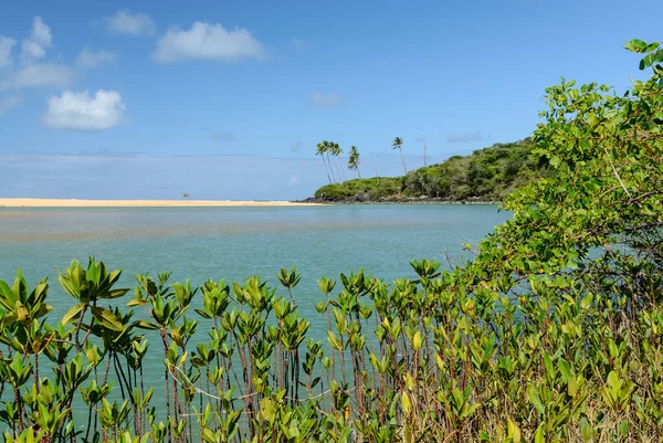 Mangrove Στην Παραλία Barra Camaratuba Κοντά Στο Joao Pessoa Paraiba — Φωτογραφία Αρχείου