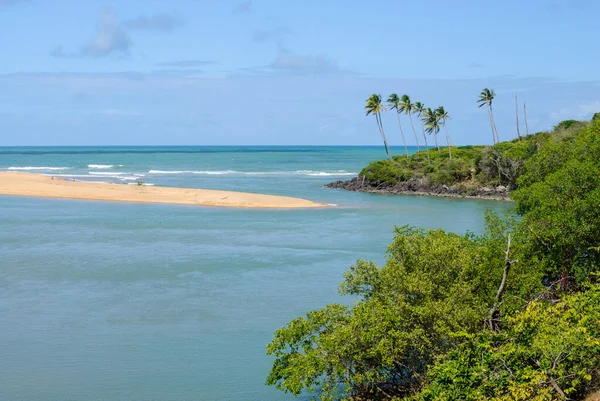 Mangrove Pantai Barra Camaratuba Dekat Joao Pessoa Paraiba Brasil Pada — Stok Foto