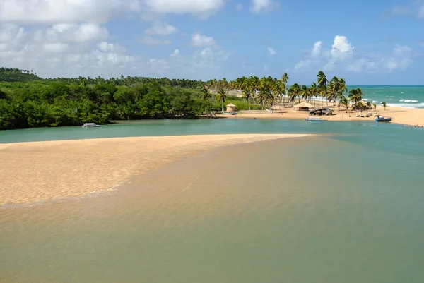 Mangrove Pantai Barra Camaratuba Dekat Joao Pessoa Paraiba Brasil Pada — Stok Foto