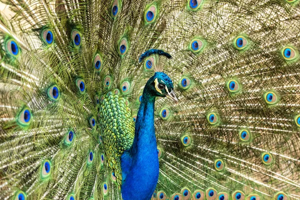 Peacock Ukazuje Své Barevné Peří — Stock fotografie