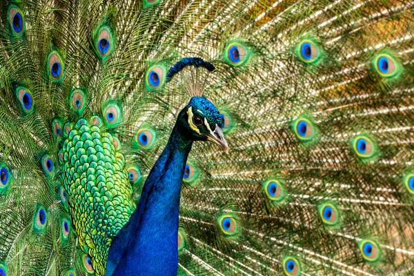 Peacock Ukazuje Své Barevné Peří — Stock fotografie