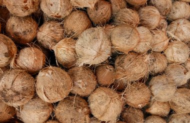 Endüstriyel işlem için kuru hindistan cevizleri.