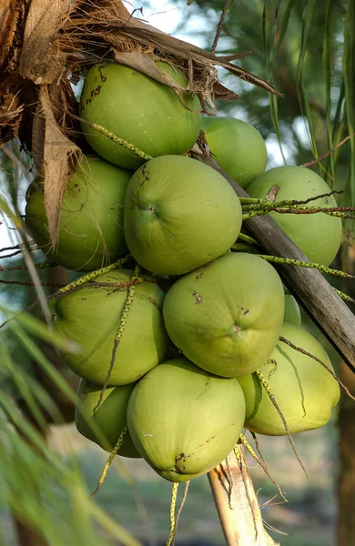 Zielony Kokos Pęczek Drzewie — Zdjęcie stockowe