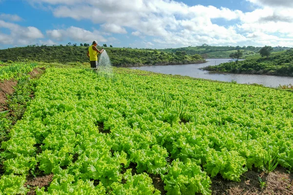 Sla Planten Lagoa Seca Paraiba Brazilië Augustus 2004 Braziliaanse Landbouwbedrijven — Stockfoto