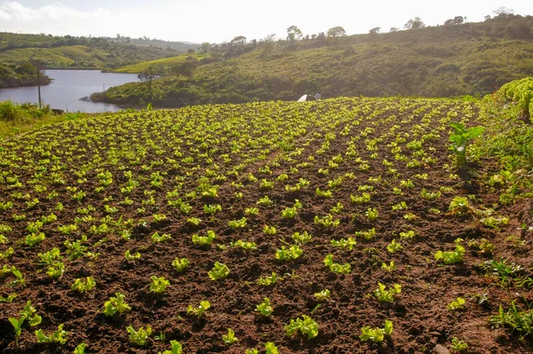 Sla Planten Lagoa Seca Paraiba Brazilië Augustus 2004 Braziliaanse Landbouwbedrijven — Stockfoto