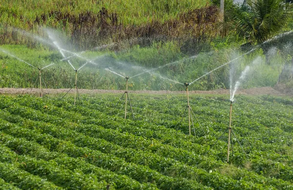 Sprinkler Used Farming Santa Rita Paraiba Brazil December 2004 Agricultura — Foto de Stock