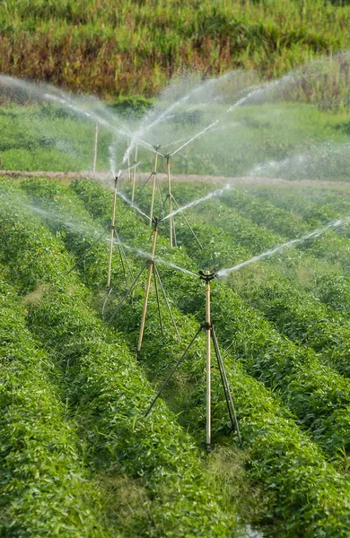Sprinkler Used Farming Santa Rita Paraiba Brazil December 2004 Agricultura — Foto de Stock