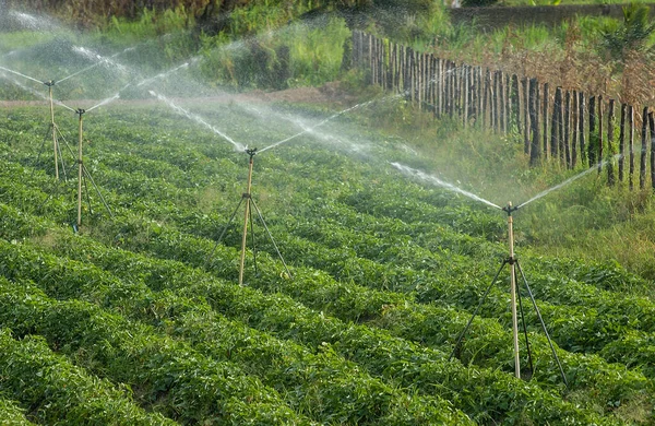 Sprinkler Digunakan Dalam Pertanian Santa Rita Paraiba Brasil Pada Desember — Stok Foto