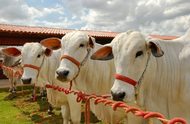 Çiftlik hayvanları. Campina Grande, Paraiba, Brezilya 'da 2 Ekim 2004' te çiftlik hayvanları.