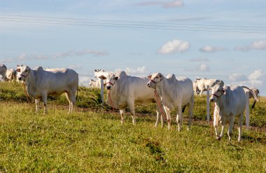 Çiftlik hayvanları. Bananeiras, Paraiba, Brezilya 'daki Nelore sığırları.