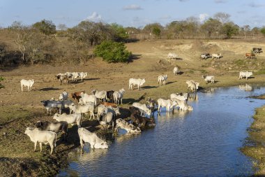 18 Ekim 2021 'de Pirari Nehri, Jacarau, Paraiba, Brezilya' da kuraklık ve içme suyu kaçan sığırlar.