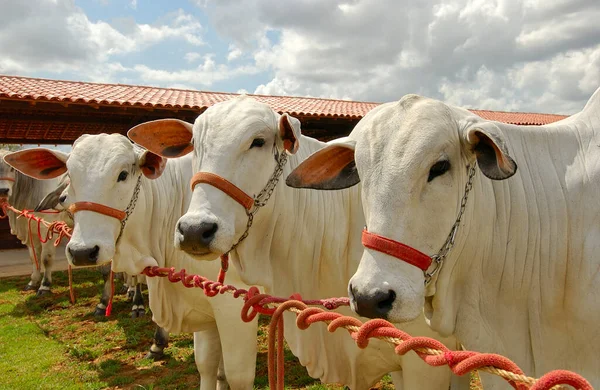 2004年10月2日巴西帕莱巴坎皮纳格朗德农场的牛 — 图库照片