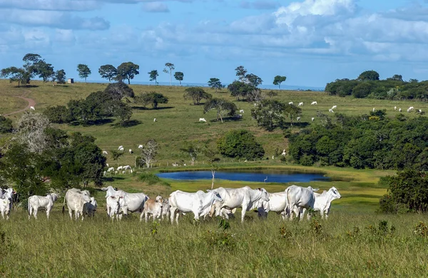 Ζώα Βοοειδή Nelore Στη Bananeiras Paraiba Βραζιλία — Φωτογραφία Αρχείου