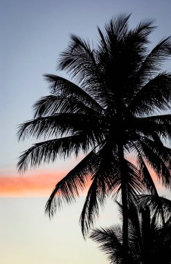 Gün batımında Coconut Grove 'da. Paraiba, Brezilya.