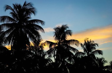 Gün batımında Coconut Grove 'da. Paraiba, Brezilya.