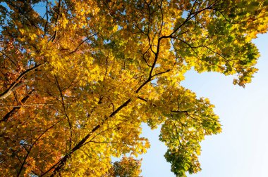 20 Ekim 2012 'de Zürih, İsviçre. Sarı yapraklı şehir sokakları..