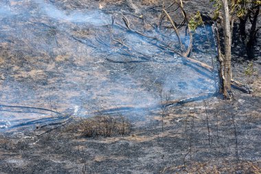 Orman yanıyor. Brezilya Atlantik Ormanı 'nda yangın ve yanmış ağaçlar. Santa Rita, Paraiba, Brezilya.