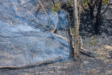 Orman yanıyor. Brezilya Atlantik Ormanı 'nda yangın ve yanmış ağaçlar. Santa Rita, Paraiba, Brezilya.