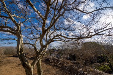 Brezilya 'nın Paraiba kentindeki kuraklıktan kaynaklanan yapraksız ağaç.