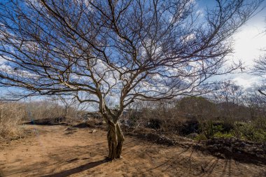 Brezilya 'nın Paraiba kentindeki kuraklıktan kaynaklanan yapraksız ağaç.