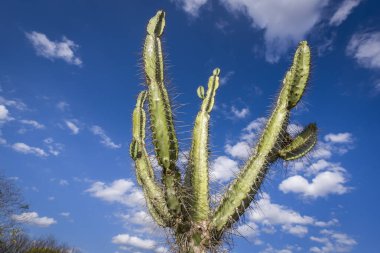 Mandacaru kaktüsü Brezilya 'nın Paraiba kentinin doğusunda bulunur..