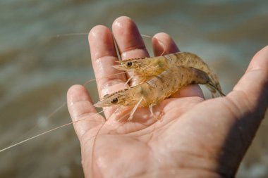 Balıkçının elinde karides.