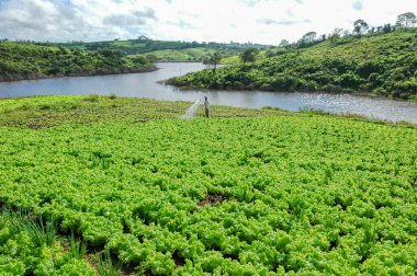 Lagoa Seca, Paraiba, Brezilya 'da 10 Ağustos 2004' te marul ekimi. Brezilya tarım sektörü.