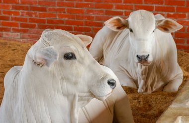 Çiftlik hayvanları. Campina Grande, Paraiba, Brezilya 'da 2 Ekim 2004' te çiftlik hayvanları.