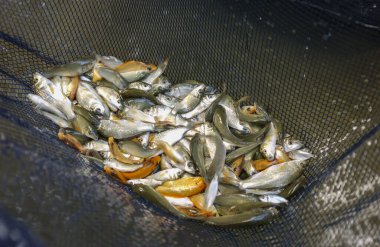 Balık çiftliğindeki balık ağındaki küçük balık yavruları.