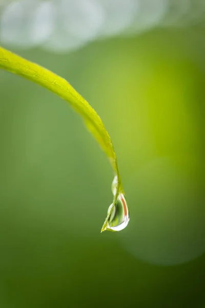 Крапля Води Стікає Листя Розмитому Зеленому Тлі — стокове фото