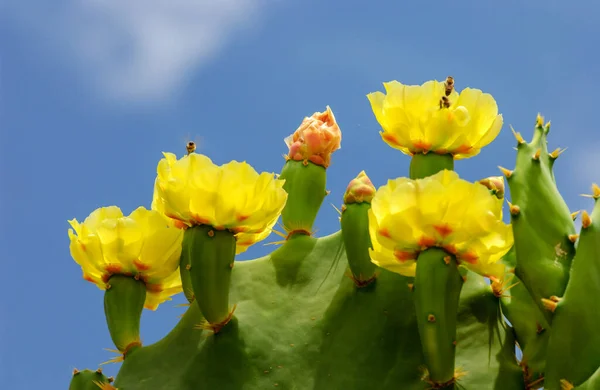 Fleur Jaune Opuntia Ficus Cactus — Photo