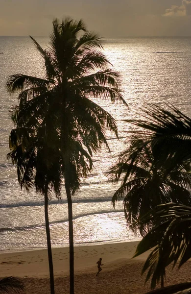 Árbol Coco Silueta Amanecer Frente Mar Paraiba Brasil —  Fotos de Stock