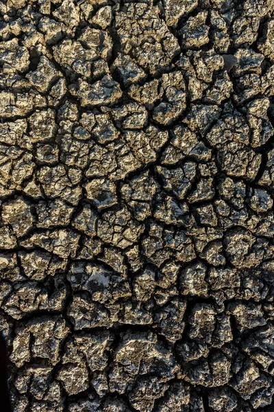 Dry Cracked Ground Caused Drought Paraiba Brazil Climate Change Water — Stock Photo, Image