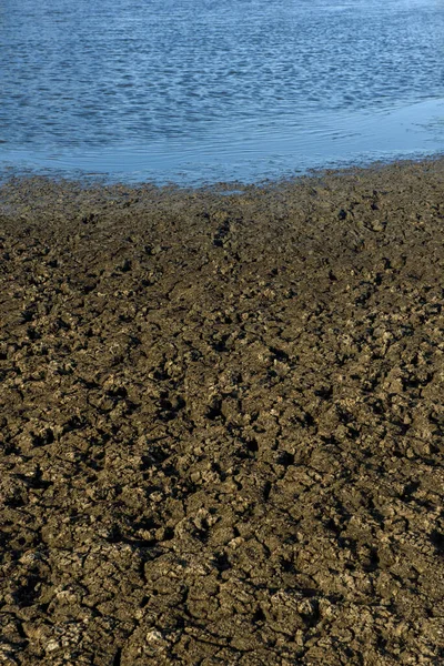 Teren Uscat Crăpat Cauzat Secetă Paraiba Brazilia Schimbările Climatice Criza — Fotografie, imagine de stoc