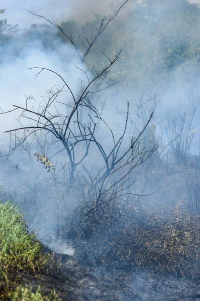 Pembakaran Hutan Api Dan Pohon Terbakar Hutan Atlantik Brasil Santa — Stok Foto