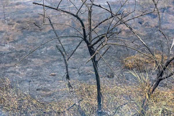 Bosque Ardiendo Fuego Árboles Quemados Selva Atlántica Brasileña Santa Rita — Foto de Stock