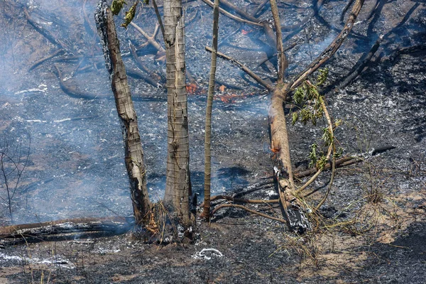 Bosbranden Vuur Verbrande Bomen Het Braziliaanse Atlantische Woud Santa Rita — Stockfoto