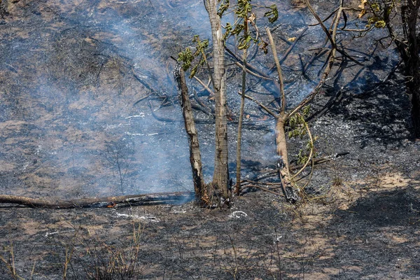 Pembakaran Hutan Api Dan Pohon Terbakar Hutan Atlantik Brasil Santa — Stok Foto
