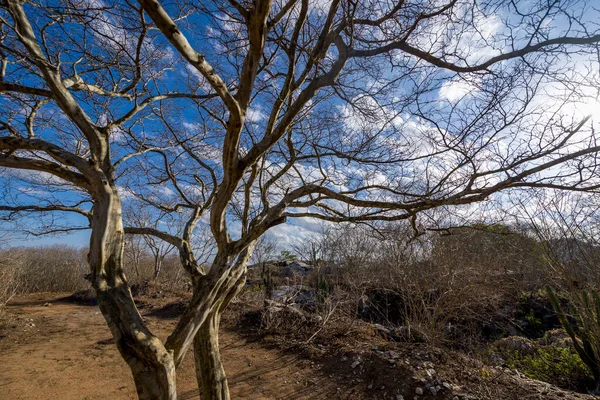 Brezilya 'nın Paraiba kentindeki kuraklıktan kaynaklanan yapraksız ağaç.