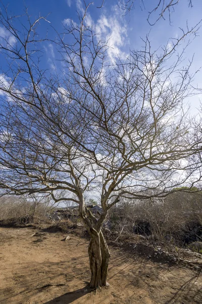 Pohon Tanpa Dedaunan Karena Kekeringan Pedalaman Paraiba Brasil — Stok Foto